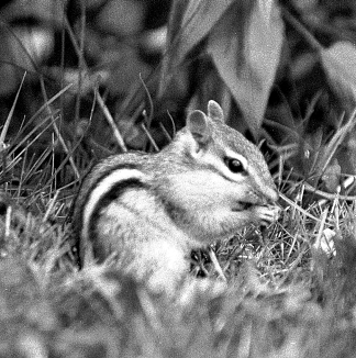 B&W photograph of a chipmunk at Dartmouth